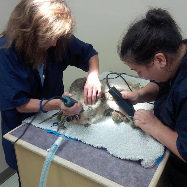 Shrek le chien abandonné des marais shrek le chien abandonne des marais 3 shrek-le-chien-abandonné-des-marais-3