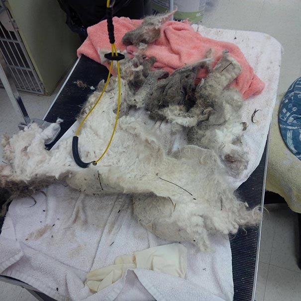 Shrek le chien abandonné des marais shrek le chien abandonne des marais 4 shrek-le-chien-abandonne-des-marais-4