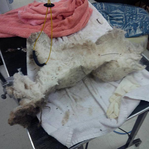 Shrek le chien abandonné des marais shrek le chien abandonne des marais 5 shrek-le-chien-abandonne-des-marais-5