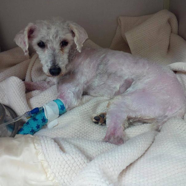 Shrek le chien abandonné des marais shrek le chien abandonne des marais 6 shrek-le-chien-abandonne-des-marais-6