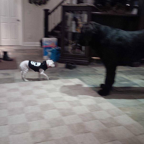 Shrek le chien abandonné des marais shrek le chien abandonne des marais 8 shrek-le-chien-abandonne-des-marais-8