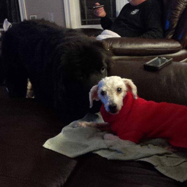 Shrek le chien abandonné des marais shrek le chien abandonne des marais 9 shrek-le-chien-abandonne-des-marais-9