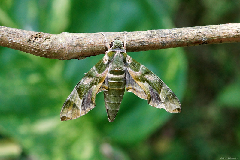 La chenille du sphinx du laurier-rose ou la chenille Iron Man sphinx du laurier rose sphinx-du-laurier-rose