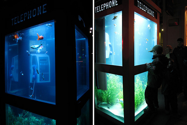 cabine téléphonique aquarium cabine telephonique aquarium 9 cabine-téléphonique-aquarium-9