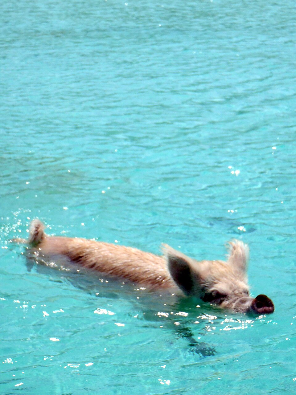 Cochon nageur dans la mer près de Big Major Cay aux Bahamas Cochon nageur dans la mer près de Big Major Cay aux Bahamas