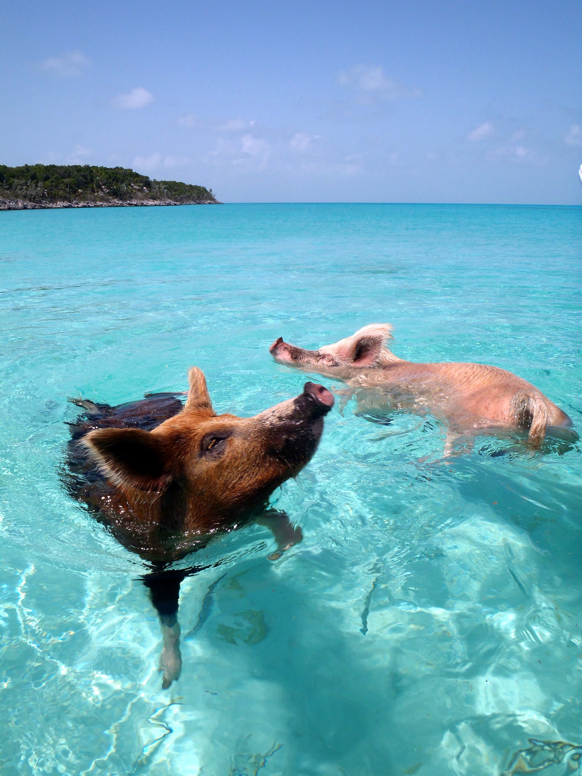 cochons nageurs bahamas pig beach Cochon nageant dans l’eau turquoise à Pig Beach aux Bahamas