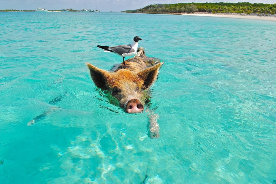 Les cochons nageurs des Bahamas : Pig Beach, l’étonnante plage de Big Major Cay cochons nageurs de pig bay bahamas cochons nageurs de pig bay bahamas