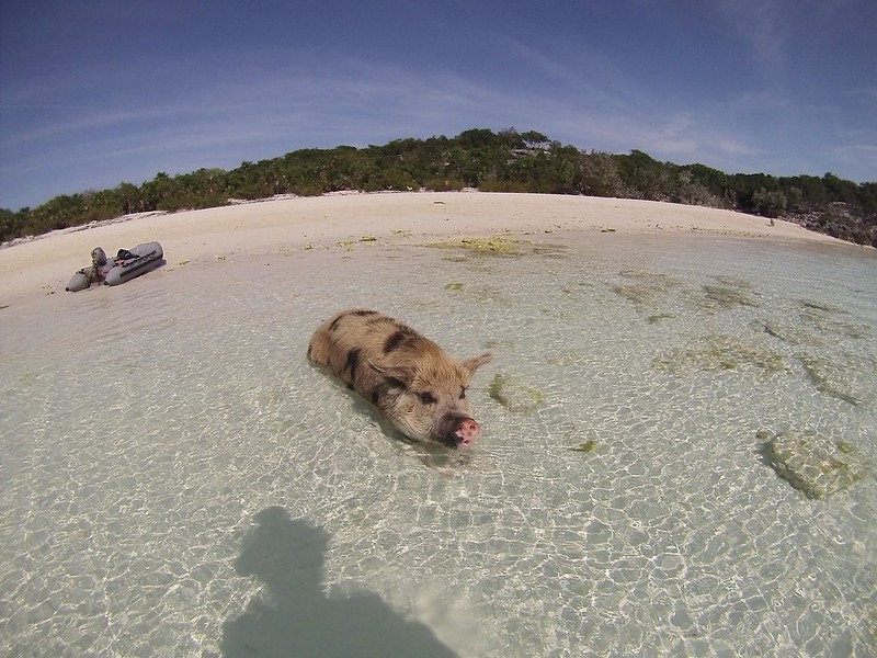 Les cochons nageurs des Bahamas cochons nageurs des bahamas 10 cochons-nageurs-des-bahamas-10