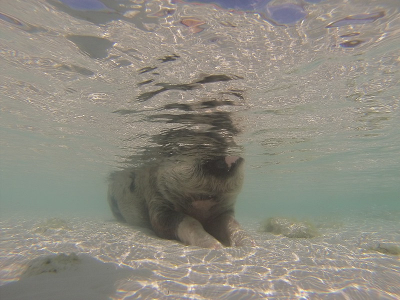 Les cochons nageurs des Bahamas cochons nageurs des bahamas 11 cochons-nageurs-des-bahamas-11