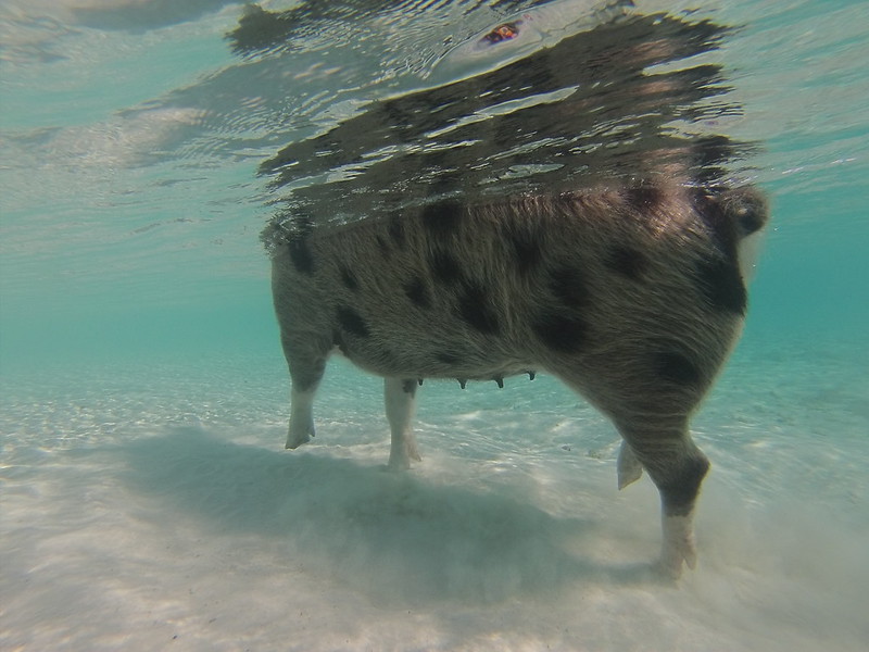 Les cochons nageurs des Bahamas cochons nageurs des bahamas 12 cochons-nageurs-des-bahamas-12