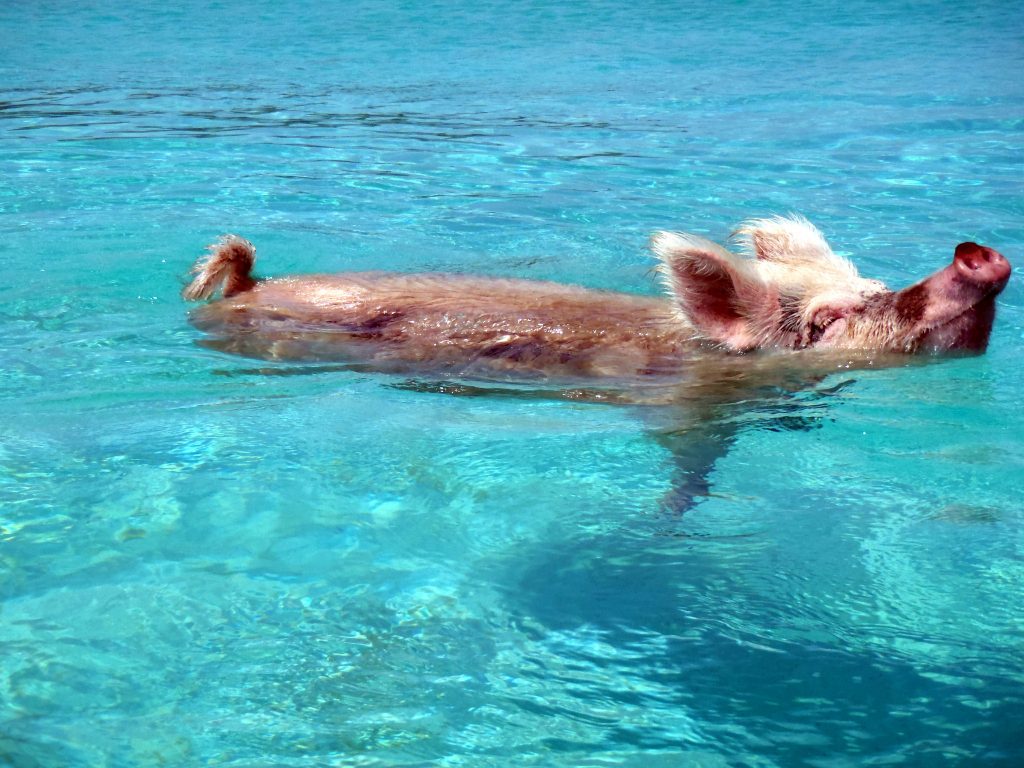 Les cochons nageurs des Bahamas cochons nageurs des bahamas 2 cochons-nageurs-des-bahamas-2