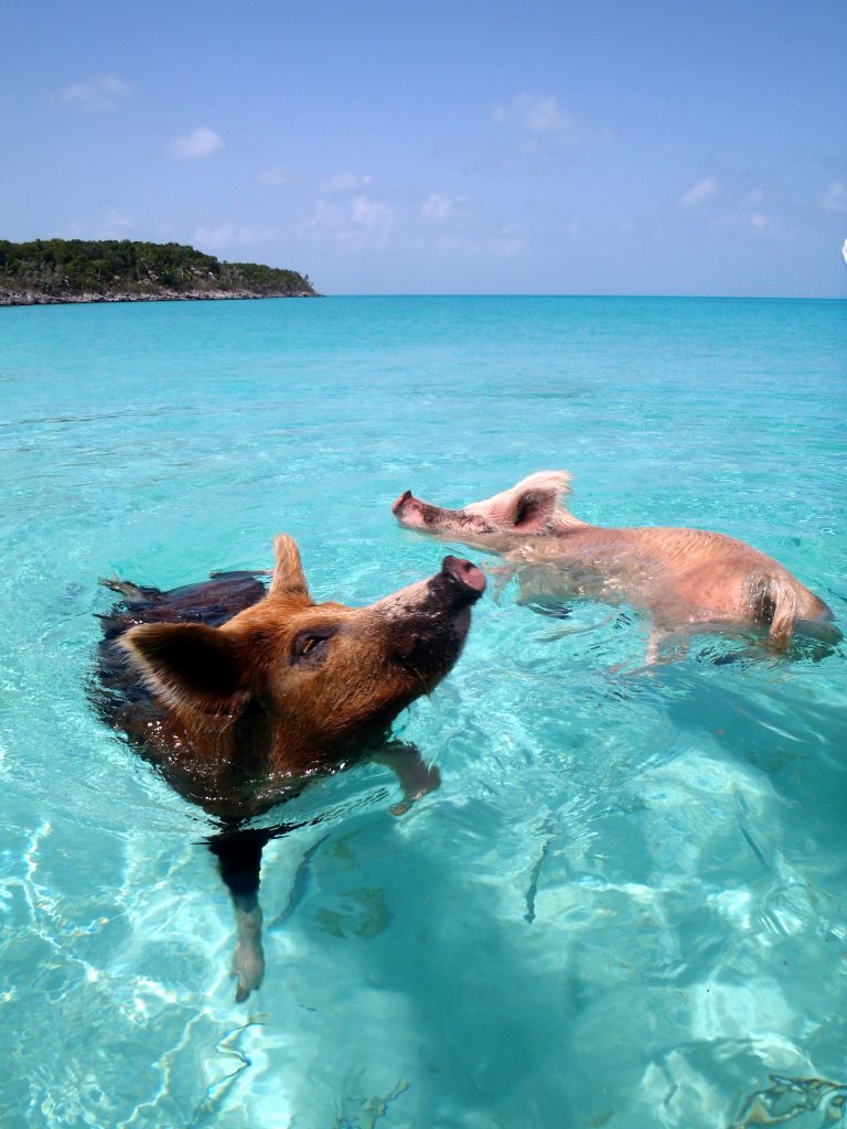 Les cochons nageurs des Bahamas cochons nageurs des bahamas 3 cochons-nageurs-des-bahamas-3
