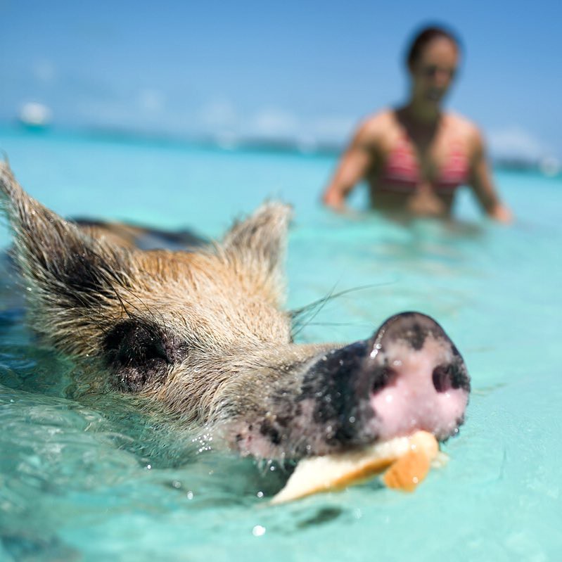 Les cochons nageurs des Bahamas cochons nageurs des bahamas 8 cochons-nageurs-des-bahamas-8