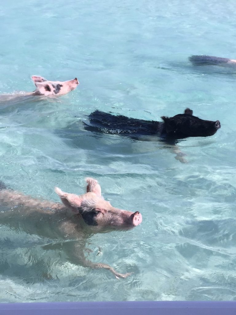 Les cochons nageurs des Bahamas cochons nageurs des bahamas 9 cochons-nageurs-des-bahamas-9