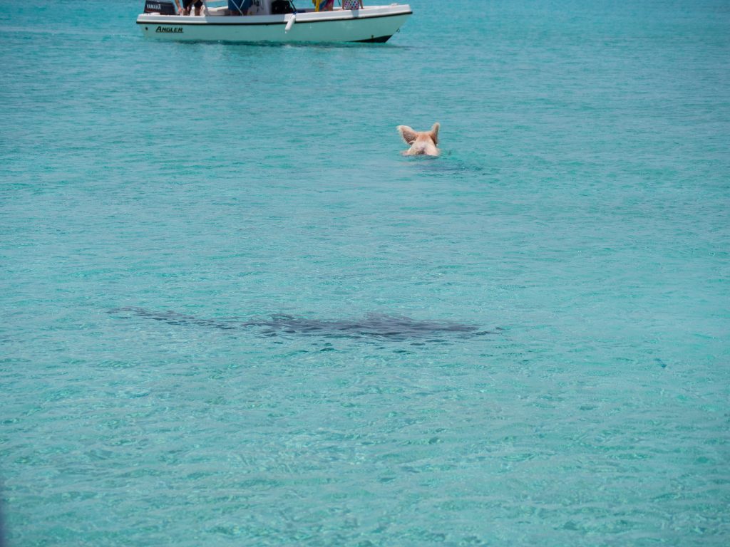 Les cochons nageurs des Bahamas cochons nageurs des bahamas shark cochons-nageurs-des-bahamas-shark