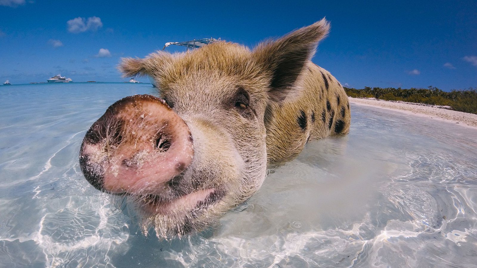 cochons nageurs des bahamas cochons nageurs des bahamas