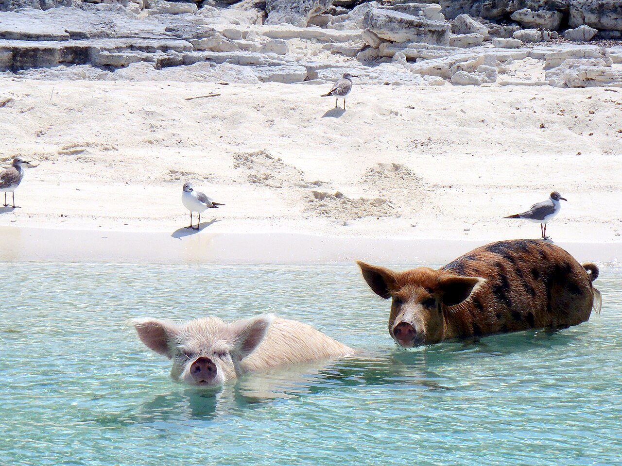 Cochons sur la plage de Pig Beach dans les Exumas aux Bahamas Cochons sur la plage de Pig Beach dans les Exumas aux Bahamas