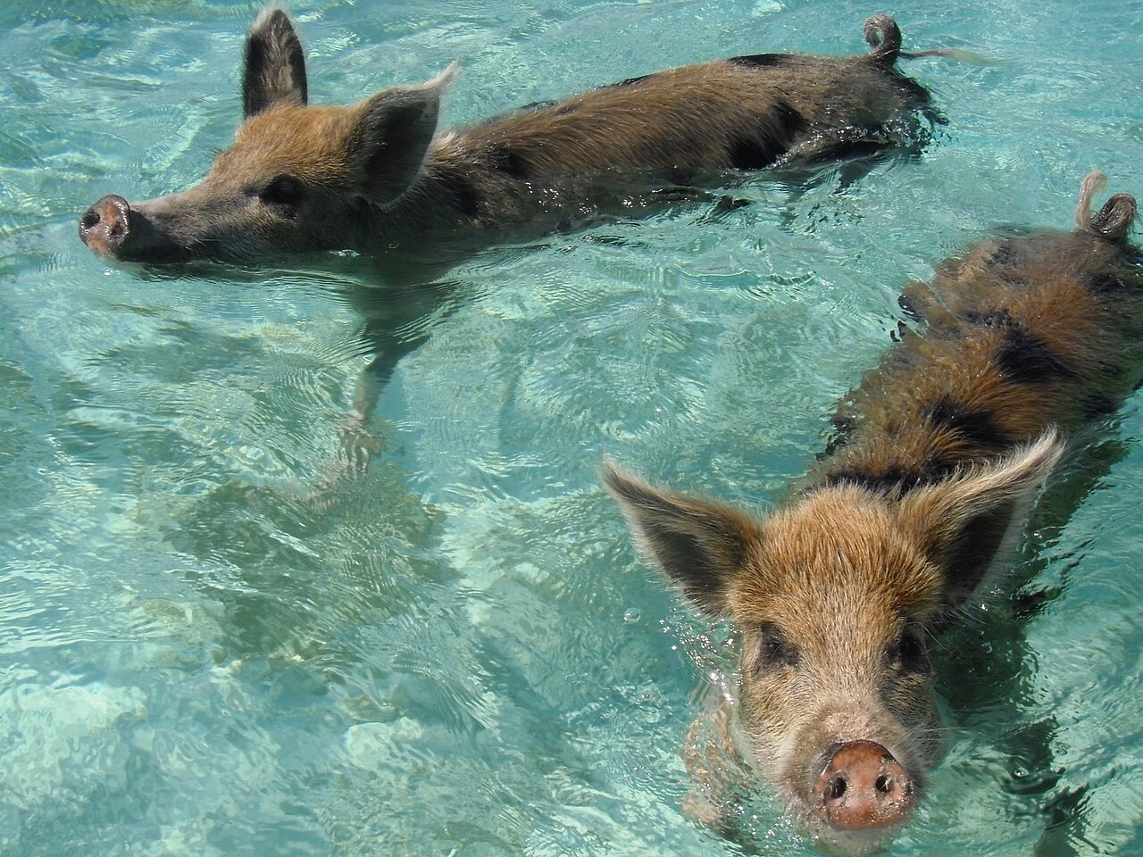 Cochons de Big Major Cay accueillant des visiteurs sur la plage aux Bahamas Cochons de Big Major Cay accueillant des visiteurs sur la plage aux Bahamas