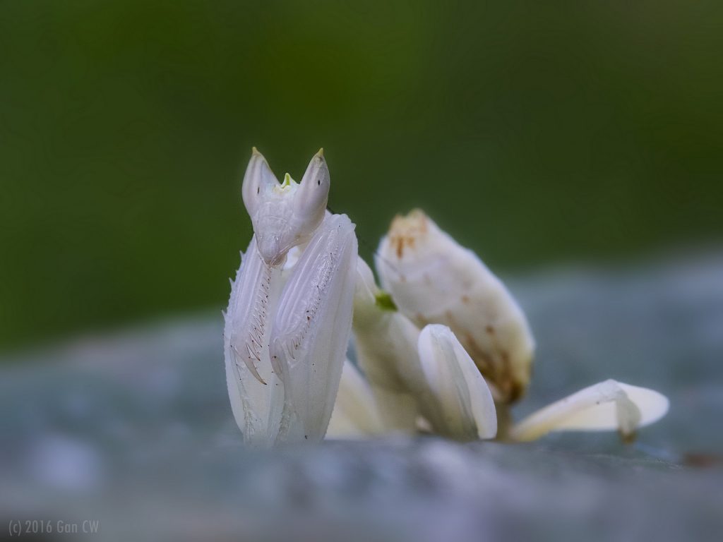 La mante orchidée imite la fleur pour capturer ses proies la mante orchidee 6 la-mante-orchidee-6