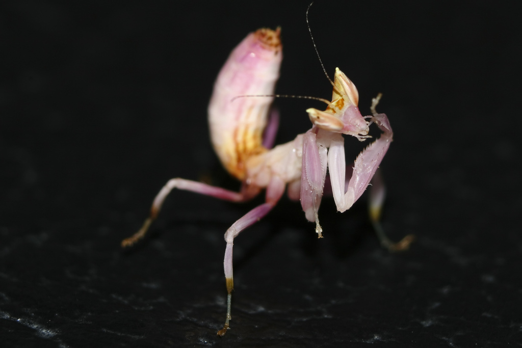 La mante orchidée imite la fleur pour capturer ses proies la mante orchidee 7 la-mante-orchidee-7
