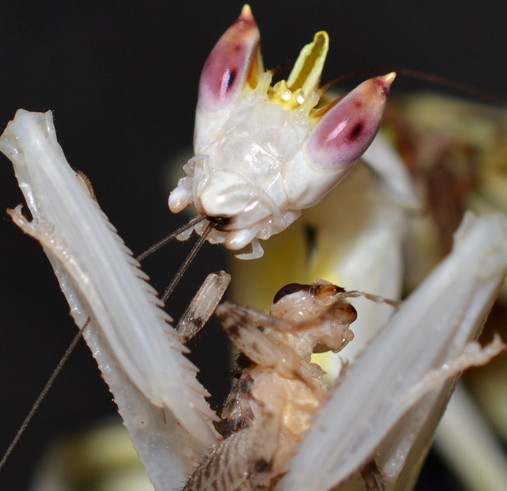 La mante orchidée imite la fleur pour capturer ses proies la mante orchidee 8 la-mante-orchidee-8