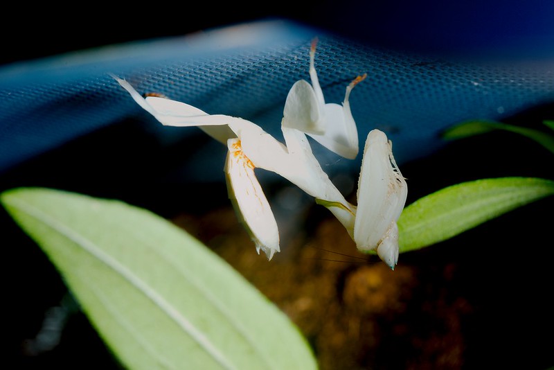 La mante orchidée imite la fleur pour capturer ses proies la mante orchidee 9 la-mante-orchidee-9