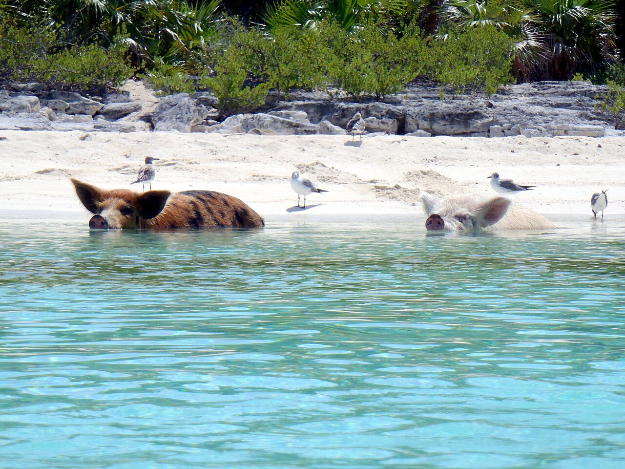 Cochons sur Pig Beach à Big Major Cay dans les Bahamas Cochons sur Pig Beach à Big Major Cay dans les Bahamas