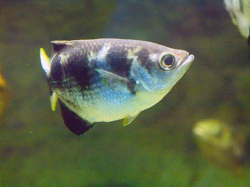 Le poisson archer utilise le jet d'eau pour chasser poisson archer 3 poisson-archer-3-toxote