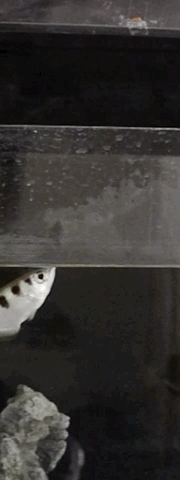 Le poisson archer utilise le jet d'eau pour chasser poisson archer toxote cracheur poisson-archer-toxote-cracheur