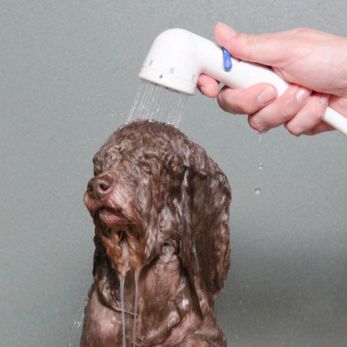 Wet dog, des portraits de chiens mouillés portraits de chiens mouilles 7 portraits-de-chiens-mouilles-7