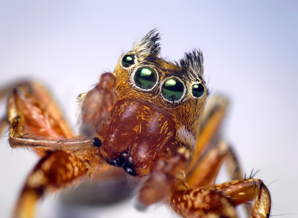 Des macrophotographies d'araignées sauteuses par Thomas Shahan Des macrophotographies d araignees sauteuses par Thomas Shahan 1 Des macrophotographies d araignees sauteuses par Thomas Shahan 1