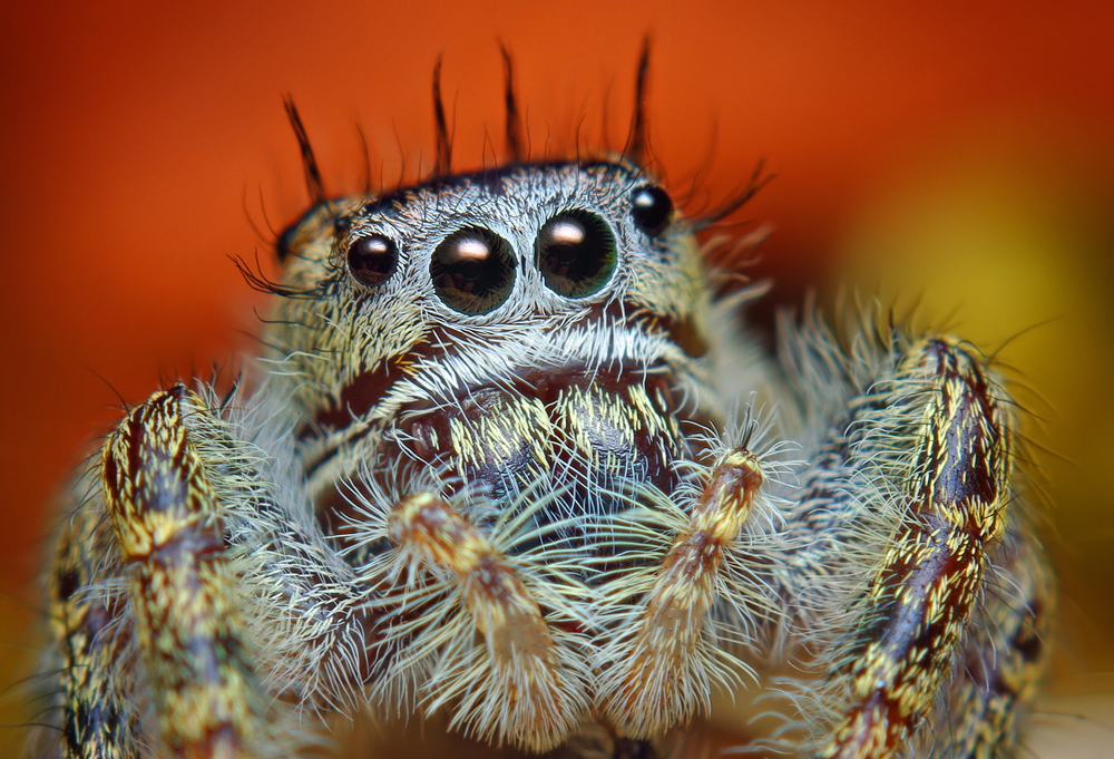 Des macrophotographies d'araignées sauteuses par Thomas Shahan Des macrophotographies d araignees sauteuses par Thomas Shahan 10 Des macrophotographies d araignees sauteuses par Thomas Shahan 10