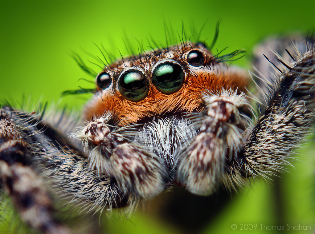 Des macrophotographies d'araignées sauteuses par Thomas Shahan Des macrophotographies d araignees sauteuses par Thomas Shahan 12 Des macrophotographies d araignees sauteuses par Thomas Shahan 12