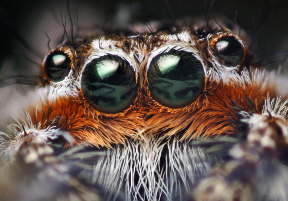Des macrophotographies d'araignées sauteuses par Thomas Shahan Des macrophotographies d araignees sauteuses par Thomas Shahan 3 Des macrophotographies d araignees sauteuses par Thomas Shahan 3