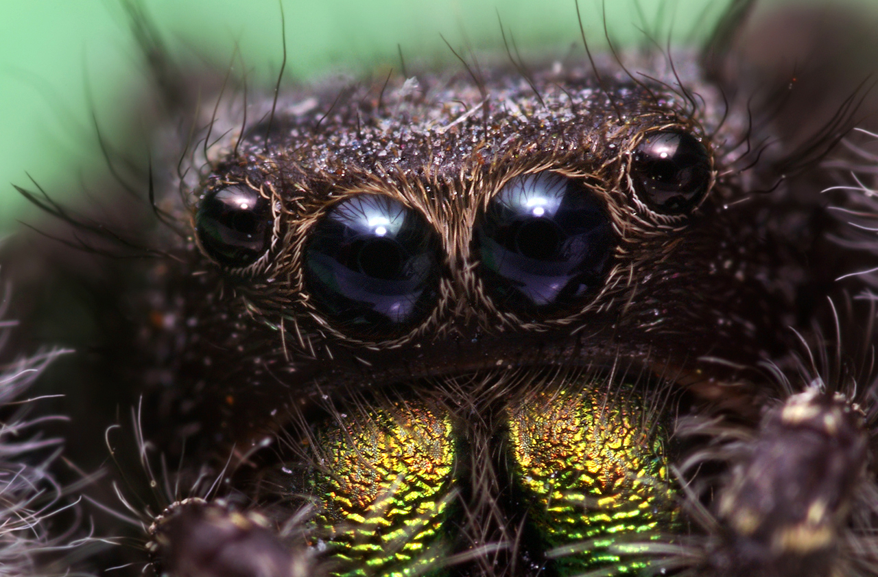 Des macrophotographies d'araignées sauteuses par Thomas Shahan Des macrophotographies d araignees sauteuses par Thomas Shahan 5 Des macrophotographies d araignees sauteuses par Thomas Shahan 5