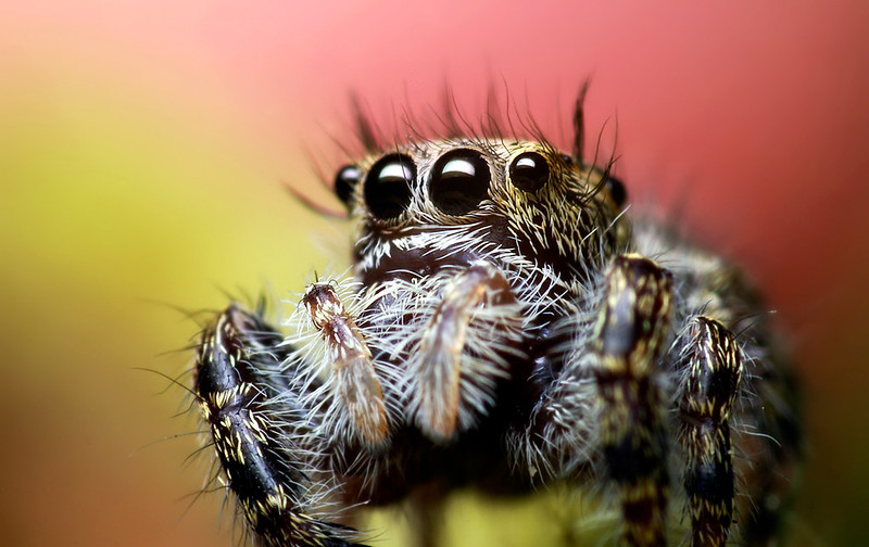 Des macrophotographies d'araignées sauteuses par Thomas Shahan Des macrophotographies d araignees sauteuses par Thomas Shahan 6 Des-macrophotographies-d-araignees-sauteuses-par-Thomas-Shahan-6