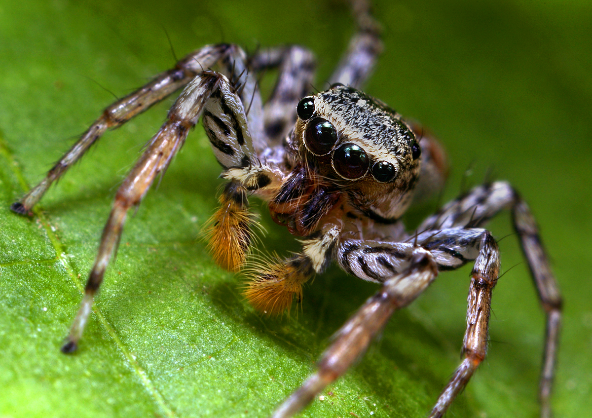 Des macrophotographies d'araignées sauteuses par Thomas Shahan Des macrophotographies d araignees sauteuses par Thomas Shahan 7 Des macrophotographies d araignees sauteuses par Thomas Shahan 7