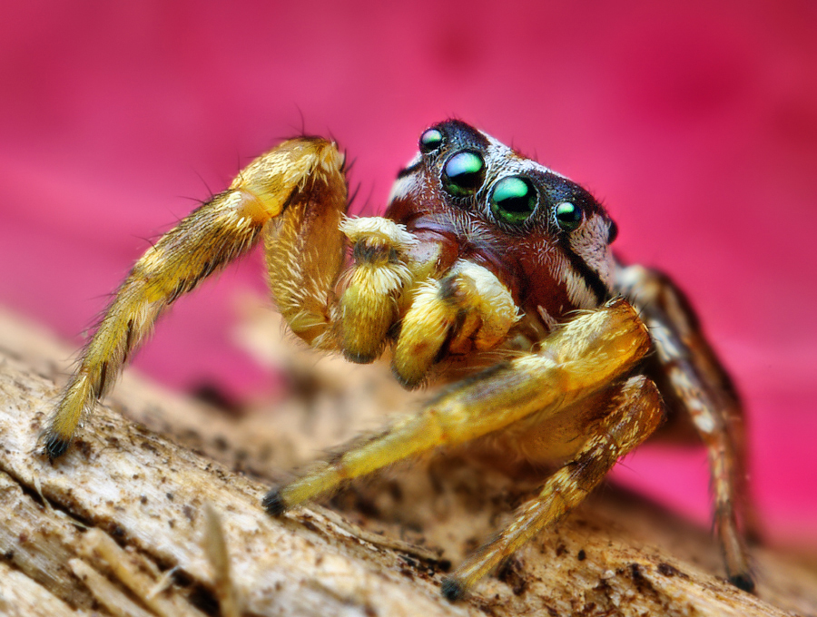 Des macrophotographies d'araignées sauteuses par Thomas Shahan Des macrophotographies d araignees sauteuses par Thomas Shahan 8 Des macrophotographies d araignees sauteuses par Thomas Shahan 8