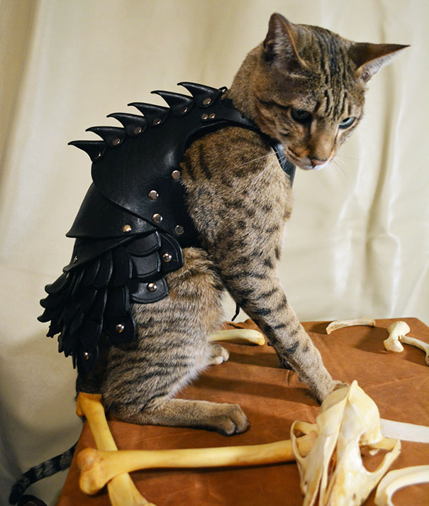 une armure pour chat armure pour chat 3 armure-pour-chat-3