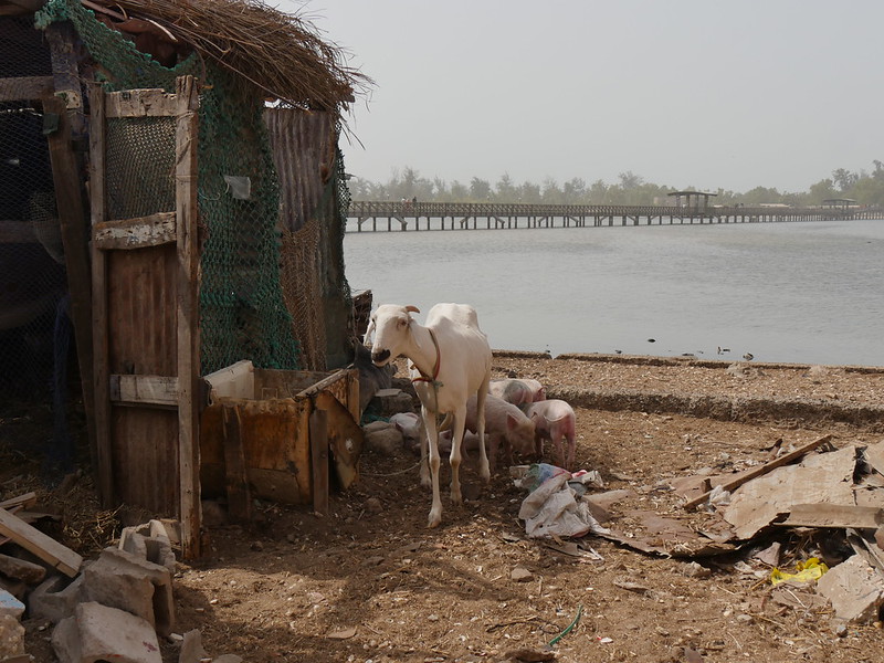 Fadiouth l'île faite de coquillages fadiouth ile faite de coquillages de palourde 7 fadiouth-ile-faite-de-coquillages-de-palourde-7