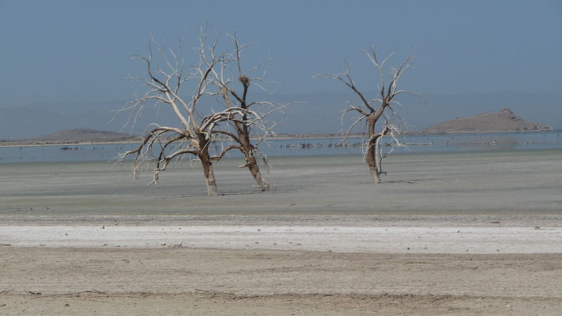 Salton Sea une plage de cadavres de poissons lac salton sea plage de cadavres de poissons 1 lac-salton-sea-plage-de-cadavres-de-poissons-1
