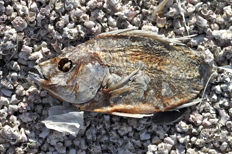 Salton Sea une plage de cadavres de poissons lac salton sea plage de cadavres de poissons 3 Salton Sea