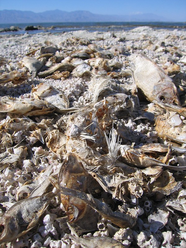 Salton Sea une plage de cadavres de poissons lac salton sea plage de cadavres de poissons 6 lac-salton-sea-plage-de-cadavres-de-poissons-6