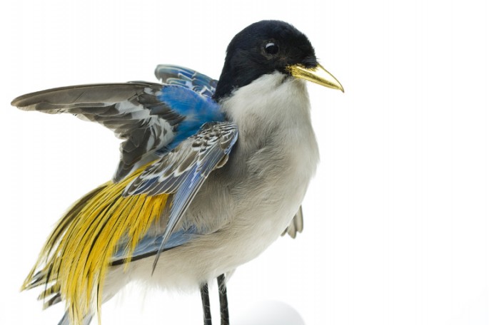 Des taxidermies d'oiseaux avec des cheveux par Karley Feaver taxidermies d oiseaux avec des cheveux de karley feaver 10 taxidermies-d-oiseaux-avec-des-cheveux-de-karley-feaver-10