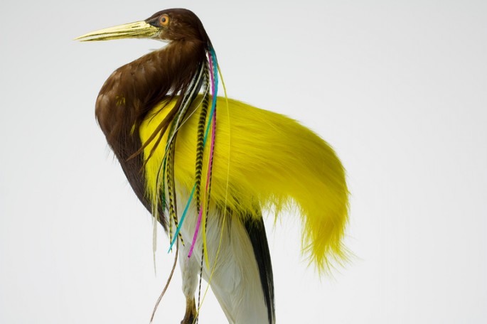 Des taxidermies d'oiseaux avec des cheveux par Karley Feaver taxidermies d oiseaux avec des cheveux de karley feaver 11 taxidermies-d-oiseaux-avec-des-cheveux-de-karley-feaver-11