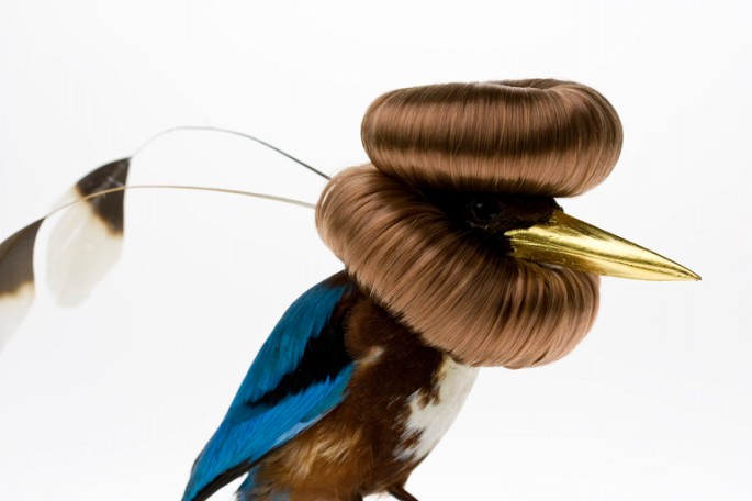 Des taxidermies d'oiseaux avec des cheveux par Karley Feaver taxidermies d oiseaux avec des cheveux de karley feaver 2 taxidermies-d-oiseaux-avec-des-cheveux-de-karley-feaver-2