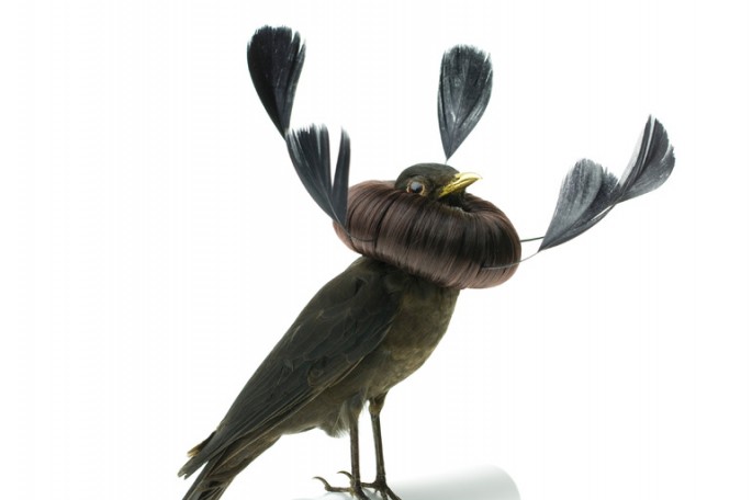Des taxidermies d'oiseaux avec des cheveux par Karley Feaver taxidermies d oiseaux avec des cheveux de karley feaver 3 taxidermies-d-oiseaux-avec-des-cheveux-de-karley-feaver-3