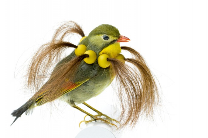 Des taxidermies d'oiseaux avec des cheveux par Karley Feaver taxidermies d oiseaux avec des cheveux de karley feaver 6 taxidermies-d-oiseaux-avec-des-cheveux-de-karley-feaver-6