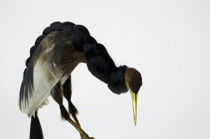 Des taxidermies d'oiseaux avec des cheveux par Karley Feaver taxidermies d oiseaux avec des cheveux de karley feaver 7 taxidermies-d-oiseaux-avec-des-cheveux-de-karley-feaver-7