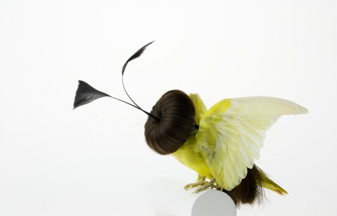 Des taxidermies d'oiseaux avec des cheveux par Karley Feaver taxidermies d oiseaux avec des cheveux de karley feaver 8 taxidermies-d-oiseaux-avec-des-cheveux-de-karley-feaver-8